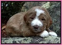 DT pups 3 wks old 6