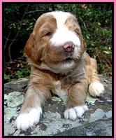 DT pups 3 wks old 9