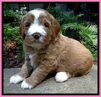 DT pups 4 wks old 4