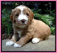 DT pups 4 wks old 6