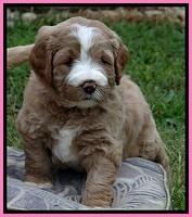 DT pups 4.5 wks old 20