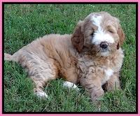 DT pups 6 wks old 19