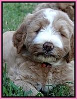 DT pups 6 wks old 23