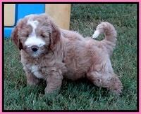 DT pups 7 wks old 16