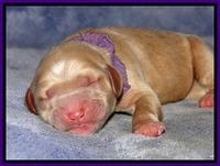 DT pups 1 day old 18