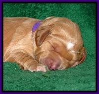 DT pups 1 wk old 20