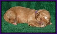 DT pups 1 wk old 21