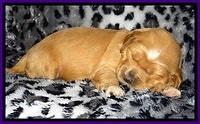 DT pups 2 wks old 21