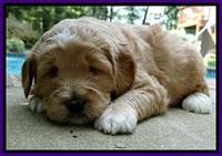 DT pups 4 wks old 18