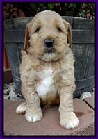 DT pups 5 wks old 31