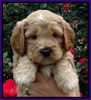 DT pups 5 wks old 88
