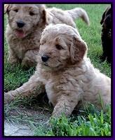 DT pups 6 wks old 11