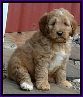 DT pups 7 wks old 12