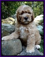DT pups 8 wks old 1