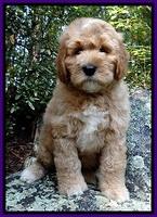 DT pups 8 wks old 2