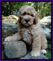 DT pups 8 wks old 4
