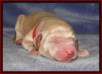 DT pups 1 day old 9