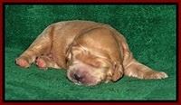 DT pups 1 wk old 8