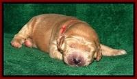DT pups 1 wk old 9