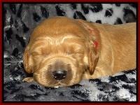 DT pups 2 wks old 10