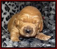 DT pups 2 wks old 8