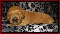 DT pups 2 wks old 9