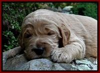 DT pups 3 wks old 12