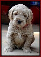 DT pups 4.5 wks old 2