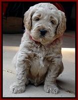 DT pups 4.5 wks old 3