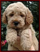 DT pups 5 wks old 78
