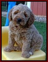 DT pups 6 wks old 24