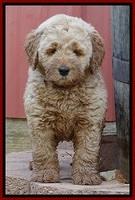 DT pups 7 wks old 7