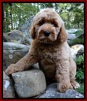 DT pups 8 wks old 450