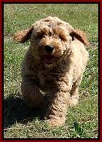 DT pups 8.5 wks old 1