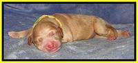 DT pups 1 day old 21