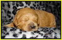 DT pups 2 wks old 23