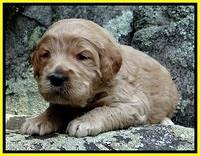 DT pups 3 wks old 26