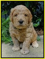 DT pups 4 wks old 19