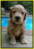 DT pups 4 wks old 20