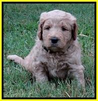 DT pups 4.5 wks old 14
