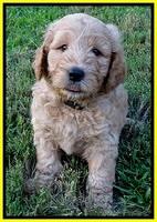 DT pups 6 wks old 25