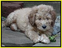 DT pups 7.5 wks old 131