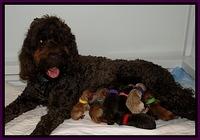 Dar gus new born 1