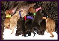 Dargus newborn 6