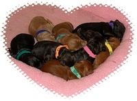 Dargus pups 1 wk old 28