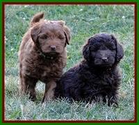 Dargus pups 6.5 wks old 12