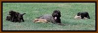 Dargus pups 6.5 wks old 8