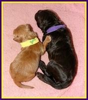 Dargus pups big and small 1 wk old