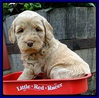 Dargus pups 5 wks old 22