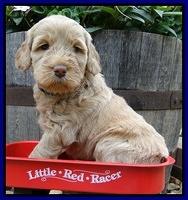 Dargus pups 5 wks old 24